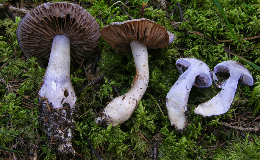 Cortinarius salor e ssp.transiens...?